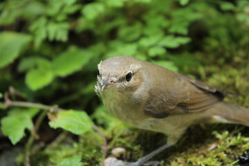 sparrow on a branch in the garden