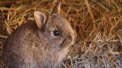 young rabbit in straw Easter Card