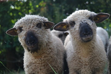sheep and lambs