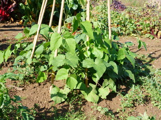 Autumn sowing runner bean, bean towers in September, sown in August, young plants