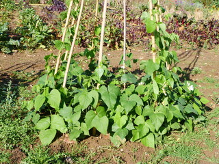 Autumn sowing runner bean, bean towers in September, sown in August, young plants
