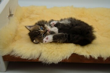 Siberian kitten in a small bed