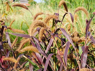 Setaria italica, Dwarf Setaria , ornamental grass, August 2023, Suffolk, UK