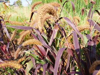 Setaria italica, Dwarf Setaria , ornamental grass, August 2023, Suffolk, UK