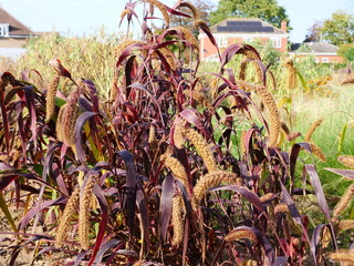 Setaria italica, Dwarf Setaria , ornamental grass, August 2023, Suffolk, UK