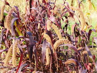 Setaria italica, Dwarf Setaria , ornamental grass, August 2023, Suffolk, UK