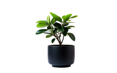 Elegant Decor Houseplant Flourishing in a Sleek Black Container Isolated on a Transparent Background PNG.