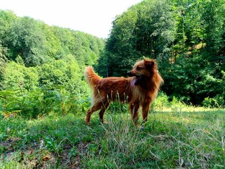 Dog in forest