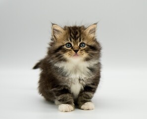 Siberian kitten on a white background