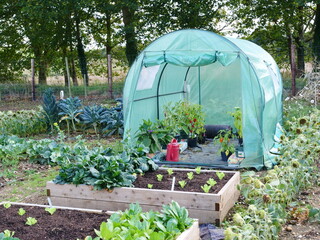 Polytunnel, allotment growing, vegetable garden, brassicas