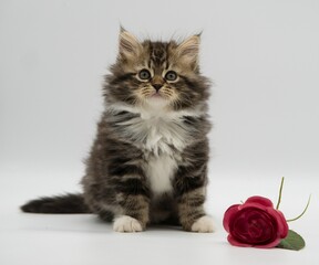Happy holiday with a cat