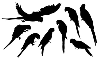 Set of silhouettes Scarlet macaw parrots. Macaws sit and walk on the branches, fly and clean their feathers. Realistic Vector South American and Caribbean Jungle Birds