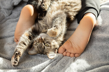 cute domestic cat lazily lying between children's bare feet on a soft blanket at home on the bed. a gentle cozy atmosphere between beloved pet and child. selective focus on kitten