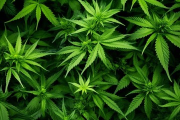 Lush cannabis foliage for medicinal use. Generative AI