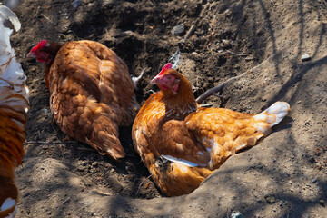 two red domestic hen chickens taking dirt bath, poultry resting - Powered by Adobe