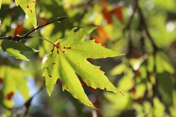 autumn leaves of  on a plane tree, fall season flora