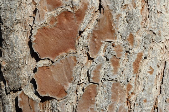 bark texture of Pinus Pinea (stone pine)