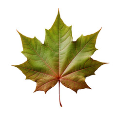 front view of Sweetgum leaf isolated on a white transparent background 