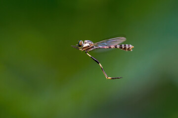 dragonfly, a dragonfly with a blurry and very beautiful background