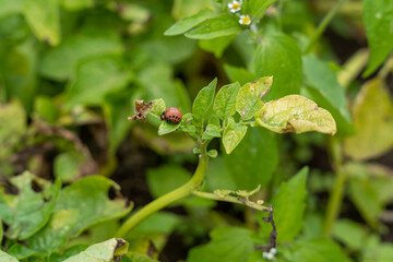 Colorado potato beetle (Leptinotarsa decemlineata) larva on potato leaves