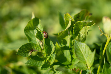 Colorado potato beetle (Leptinotarsa decemlineata) on potato leaves