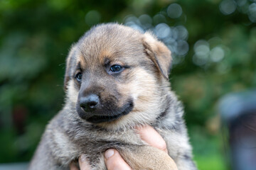 Portrait of german shepherd type a dog puppy being held in hands