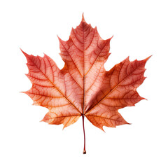 front view of Maple leaf isolated on a white transparent background 