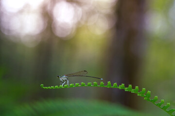 dragonfly, a dragonfly with a blurry and very beautiful background