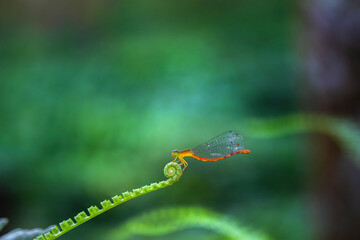 dragonfly, a dragonfly with a blurry and very beautiful background