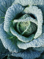 Fototapeta premium Savoy Cabbage in Autumn Garden, allotment growing, September 2023