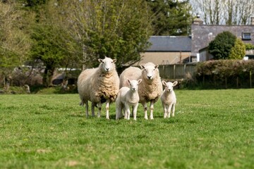 Flock of sheep gathered in a lush green meadow