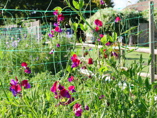 Purple and red shades, sweet pea,  lathyrus odoratus, end of summer, september  2023
