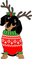 Christmas dachshund dog