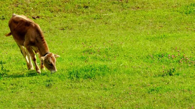 one brown young polled heifer grazes in a meadow, chews grass in meadow, pastures on sunny day, meat and dairy industry concept, ecology, problem of greenhouse gases methane, food production