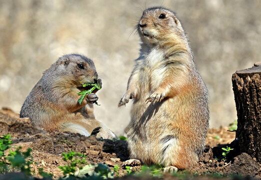 Close up photo of two cute  prairie dogs (Cynomys).