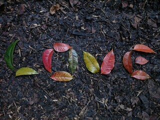 leaves on the ground