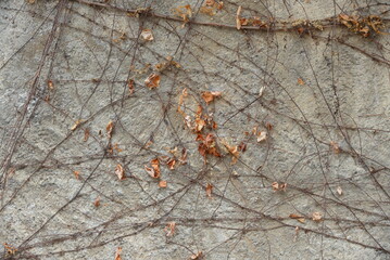 Dry grass on the wall of the house
