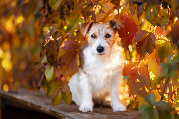 Happy cute pet dog sitting in the red autumn leaves. Fall, thanksgiving background.
