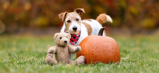 Funny pet dog puppy with a decoration pumpkin and toy bear in autumn. Halloween, happy thanksgiving day or fall banner.