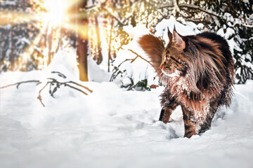 Fluffy powerful Maine Coon cat walks in a winter snowy sunny forest.