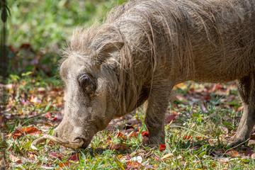 warthog on the ground © Susan