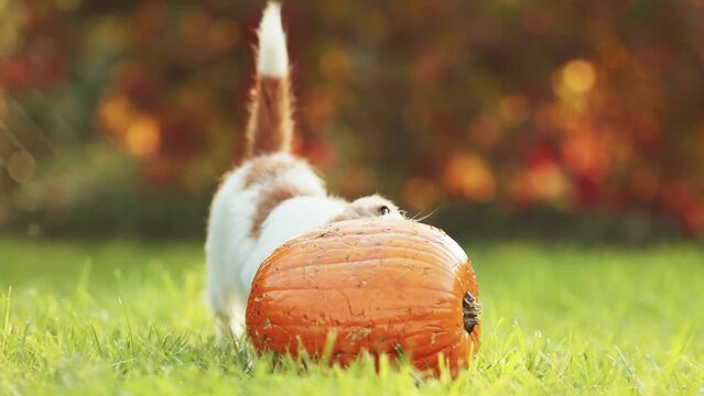 Funny pet dog puppy chewing, eating a pumpkin in autumn. Halloween, fall or happy thanksgiving concept.