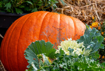 pumpkin on a grass