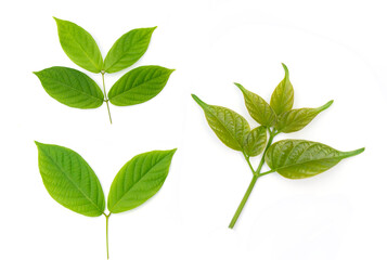 Chromolaena odorata isolated on white background.Bitter bush, Siam weed from Thailand. Which has many medicinal properties, from leaves, flowers.thai herb.