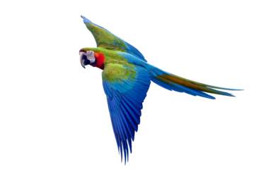 Macaw parrots flying