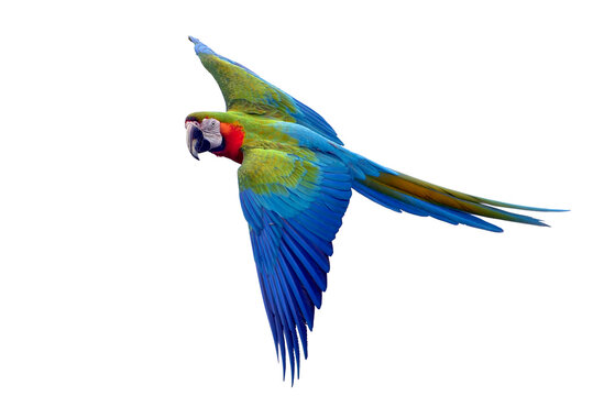 Macaw parrots flying