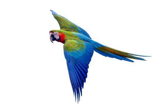 Macaw parrots flying