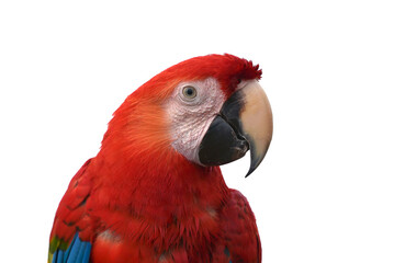 Detail of a macaw parrots head