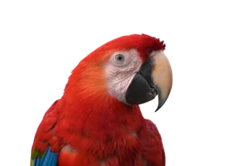 Foto op Aluminium Detail of a macaw parrots head © DS light photography