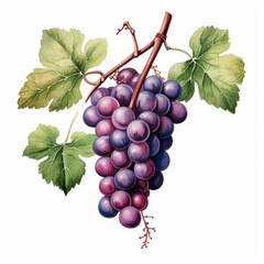 Obraz premium Grapes illustration isolated